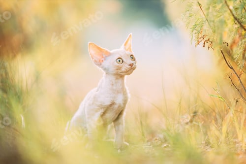 Preview: Funny Curious Young Red Ginger Devon Rex Kitten Sitting In Green Grass. Short-haired Cat Of English
