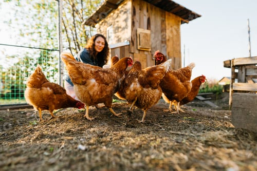 Preview: Joyful woman in chicken coop enjoying farm life by feeding chickens