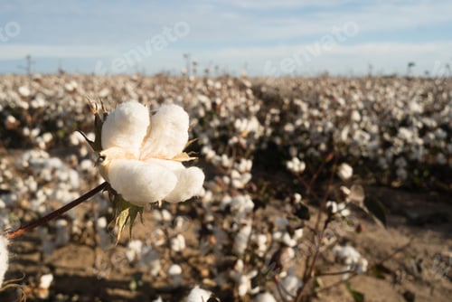 Preview: Cotton Boll Farm Field Texas Agriculture Cash Crop