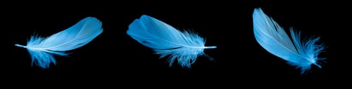 Preview: blue goose feather on black background