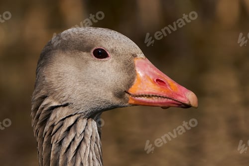Preview: Greylag goose (Anser anser)