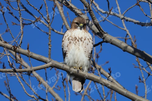 Preview: Juvenile Red-tailed Hawk perched in a tree at Riverdale Park South in Toronto, Ontario