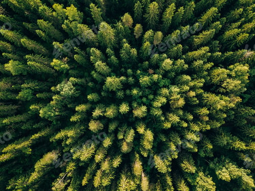Preview: Aerial top view of summer green trees in forest in rural Finland.