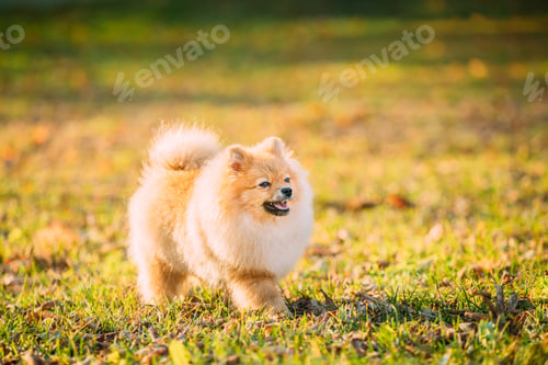 Preview: Funny Young Red Puppy Pomeranian Spitz Puppy Dog Happy Walking Outdoor In Autumn Grass