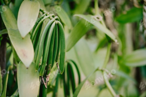 Preview: Vanilla plantation. La Digue island rural landscape. Nature of Seychelles islands