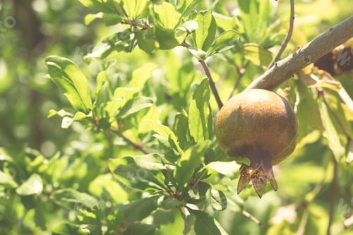 Preview: Bunch of pomegranate fruit