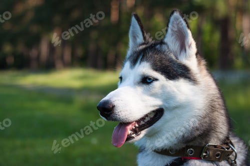 Preview: dog, siberian husky, pets, dogs, wilderness