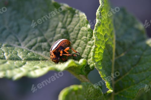 Preview: Colorado potato beetle lies paws up on a green potato leaf. Pest control, Summer season in the farm