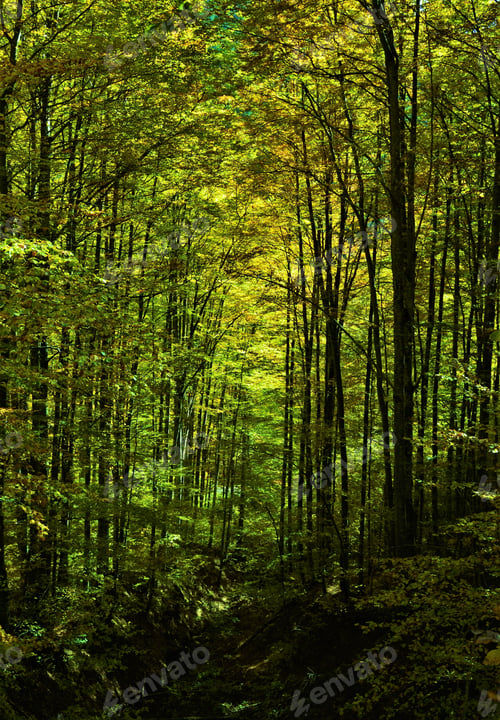 Preview: Beautiful green forest during the daytime