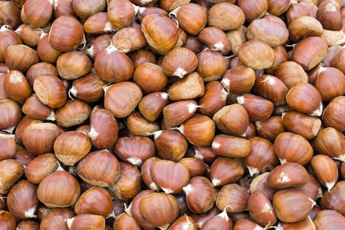 Preview: Ripe hazelnuts