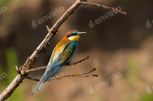 Preview: European bee-eater, merops apiaster. The bird sits on a beautiful branch