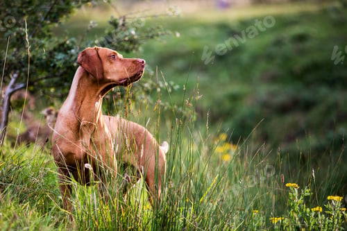 Preview: Portrait of Vizla dog standing on a meadow.