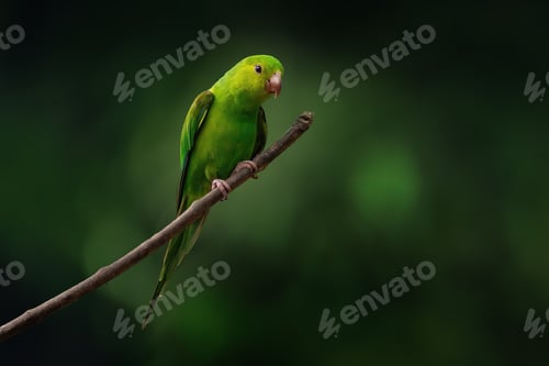 Preview: Plain Parakeet bird (Brotogeris tirica)