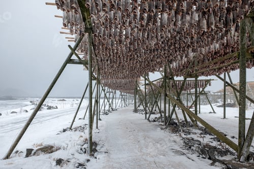 Preview: Cod fish headless drying on wooden racks in winter