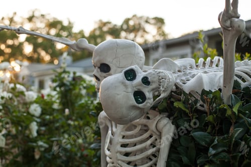 Preview: Closeup shot of skeletons in the garden on Halloween