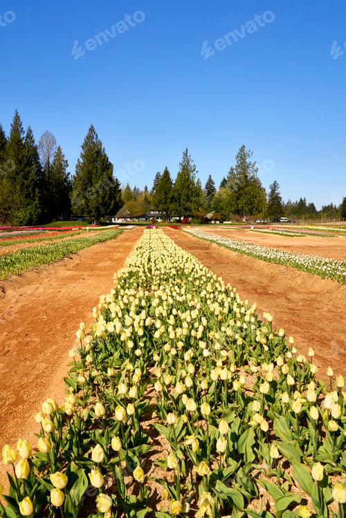 Preview: Looking down a row of yellow tulips surrounded by rows of sawdust and tulips towards distant trees.