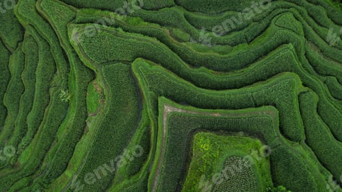 Preview: Aerial view of Tegallalang Bali rice terraces