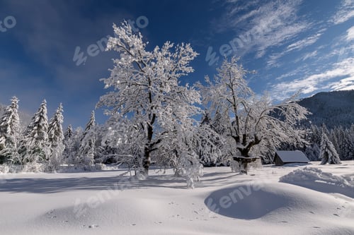 Preview: Winter forest after fresh snow