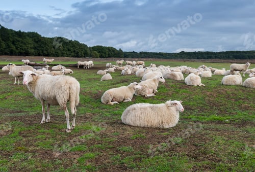 Preview: sheeps on the ginkel heather in holland