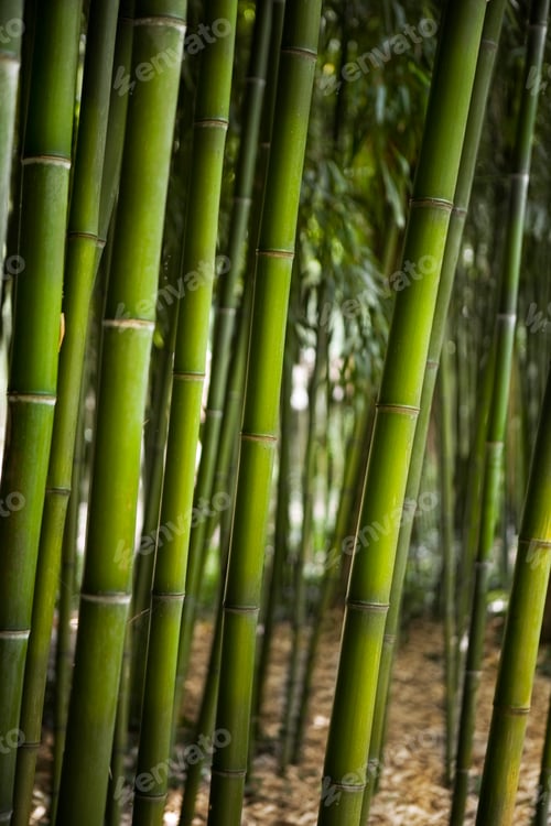 Preview: Bamboo forest