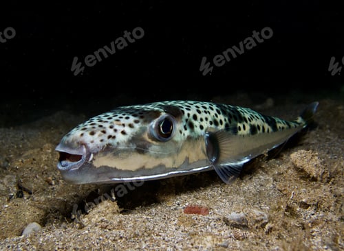 Preview: Invasive toadfish Lagocephalus sceleratus from Cyprus