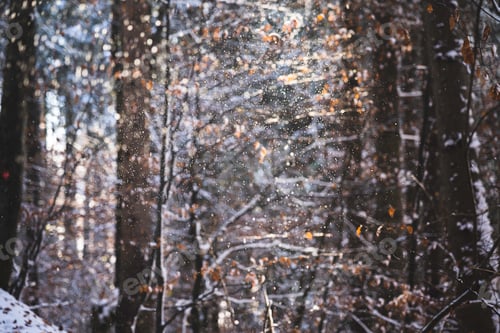 Preview: Snow flakes in a forest