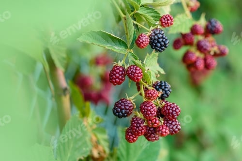 Preview: Wild blackberry bush with black and red berries