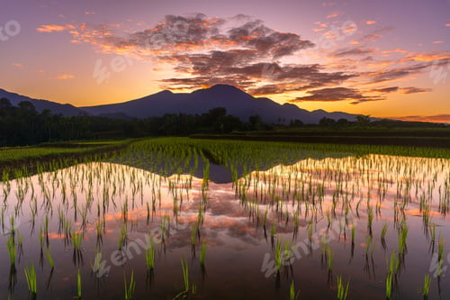 Preview: Beautiful morning view indonesia Panorama Landscape paddy fields with beauty color and sky natural