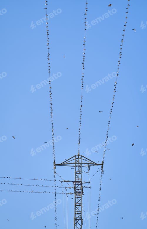 Preview: Vertical shot of a birds perched on the wires of an overhead power line