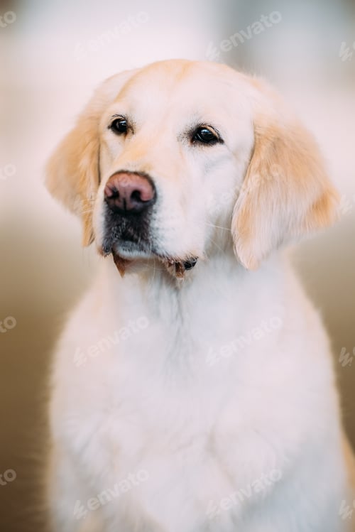 Preview: Young White Labrador Retriever Dog