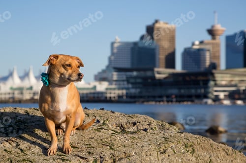 Preview: Little cute and adorable dog, Chihuahua, is sitting on a rock with Downtown City