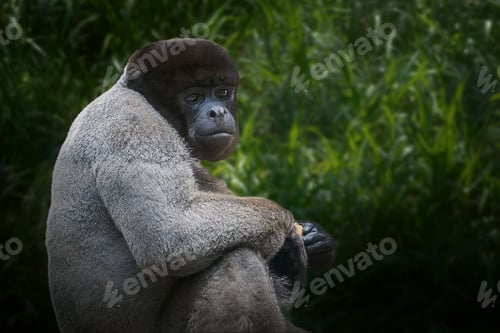 Preview: Common Woolly Monkey (Lagothrix lagotricha)