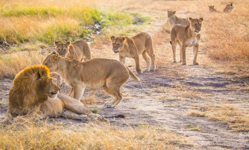 Preview: A family of lions and their great boss in the Masai Mara. Kenya