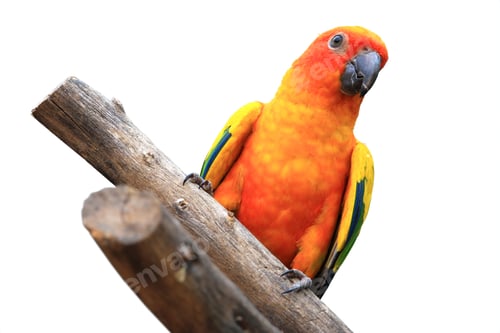 Preview: Macaw Parrot isolated on white