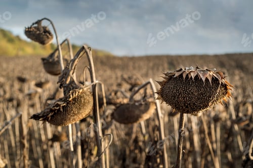 Preview: sunflowers dry heads in the field at autumn with beautiful sky