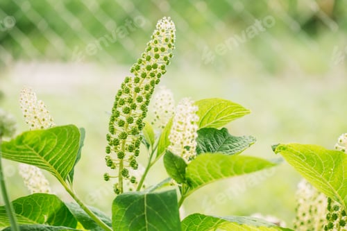 Preview: Phytolacca Americana, The American Pokeweed Or Simply Pokeweed W