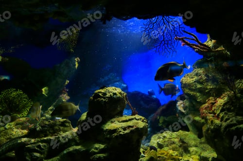 Preview: Beautiful underwater life in the aquarium
