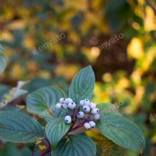 Preview: The beauty of the green of flowers, leaves, nature with the morning sun.