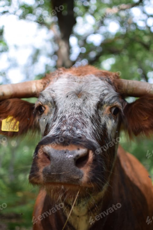 Preview: Vertical closeup of a brown cattle with blurred background