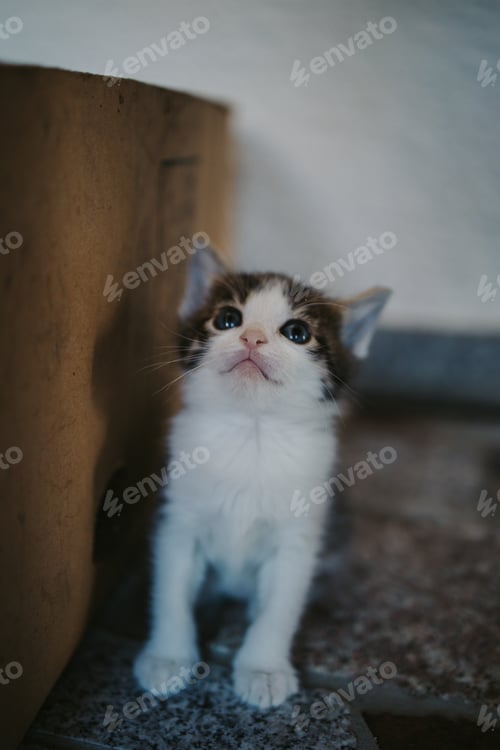 Preview: Vertical shot of a cute fluffy cat staring with its blue eyes on a blurred background