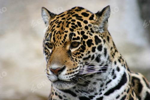 Vorschau: Porträt eines Jaguars auf weißem Hintergrund