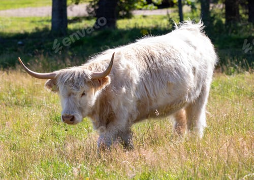 Preview: White and fluffy highland cattle in a lush green field