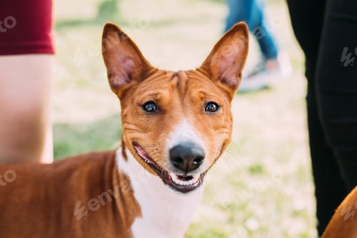 Preview: Basenji Kongo Terrier Dog. The Basenji Is A Breed Of Hunting Dog