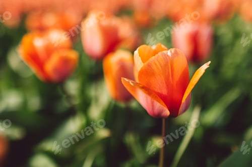 Preview: Tulips - spring 2022