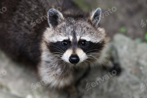 Preview: Raccoon