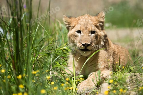 Preview: Young lion cub in the wild
