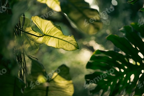 Preview: Rustic Tropical Garden with Monstera Foliage: Sunlight Filtering Through Greenery and Leaves