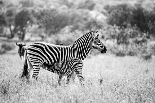 Preview: A female zebra, Equus quagga, and her calf nursing, in black and white