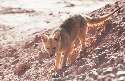 Preview: Fox in Patagonia