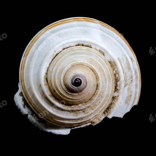 Preview: Striped Seashell on Black Background